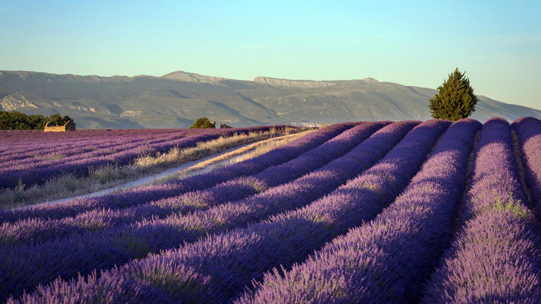 July: Lavender in Provence, France February: Rapeseed flowers in China, April: Tulips in the Netherlands, May: Butchart Gardens in Victoria, Canada, June: Roses in Portland, Oregon, July: Lavender in Provence, France, October: Wildflowers at Grampians National Park, Australia, November: Sunflowers in Lopburi, Thailand