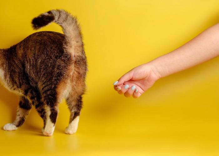 猫がおしりを高く上げる5つの理由, 1.撫でられて気持ちいい, 2.甘えて存在をアピールしている, 3.においをつけたい, 4.発情行動の可能性がある, 5.触られ方が合わず興奮している, 気持ちよさそうなら短く撫でて“いいところでやめる”, 興奮してきたら手を止めて距離を取る, 発情が疑われるなら環境管理と相談を考える