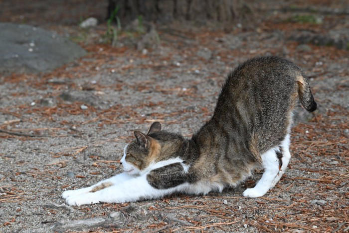 猫がおしりを高く上げる5つの理由, 1.撫でられて気持ちいい, 2.甘えて存在をアピールしている, 3.においをつけたい, 4.発情行動の可能性がある, 5.触られ方が合わず興奮している, 気持ちよさそうなら短く撫でて“いいところでやめる”, 興奮してきたら手を止めて距離を取る, 発情が疑われるなら環境管理と相談を考える