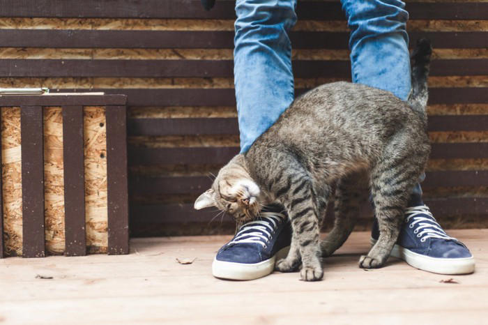 猫がおしりを高く上げる5つの理由, 1.撫でられて気持ちいい, 2.甘えて存在をアピールしている, 3.においをつけたい, 4.発情行動の可能性がある, 5.触られ方が合わず興奮している, 気持ちよさそうなら短く撫でて“いいところでやめる”, 興奮してきたら手を止めて距離を取る, 発情が疑われるなら環境管理と相談を考える