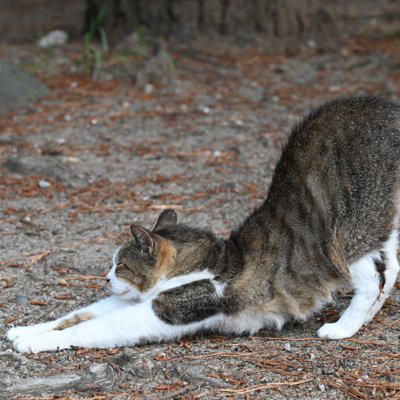 猫がおしりを高く上げる5つの理由, 1.撫でられて気持ちいい, 2.甘えて存在をアピールしている, 3.においをつけたい, 4.発情行動の可能性がある, 5.触られ方が合わず興奮している, 気持ちよさそうなら短く撫でて“いいところでやめる”, 興奮してきたら手を止めて距離を取る, 発情が疑われるなら環境管理と相談を考える