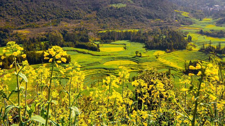 February: Rapeseed flowers in China February: Rapeseed flowers in China, April: Tulips in the Netherlands, May: Butchart Gardens in Victoria, Canada, June: Roses in Portland, Oregon, July: Lavender in Provence, France, October: Wildflowers at Grampians National Park, Australia, November: Sunflowers in Lopburi, Thailand