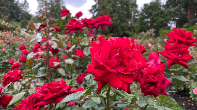 June: Roses in Portland, Oregon February: Rapeseed flowers in China, April: Tulips in the Netherlands, May: Butchart Gardens in Victoria, Canada, June: Roses in Portland, Oregon, July: Lavender in Provence, France, October: Wildflowers at Grampians National Park, Australia, November: Sunflowers in Lopburi, Thailand