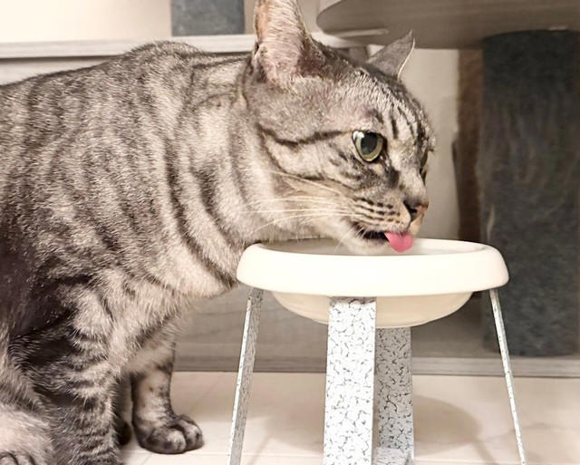 「だしパック」を入れるだけ, これでモリモリ食べてくれます, 「食べむら」は猫の本能, フードを温めるのも効果的