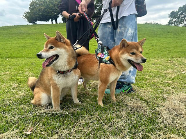 「悩んで悩んで悩んだ」末のお迎えだった理由とは？, いよいよお迎え……, 「保護犬」を迎えた後「心がけた3つのこと」, 我が家の楽しい時間がもっと増えました, 「いっぱい愛されてるのがわかる」