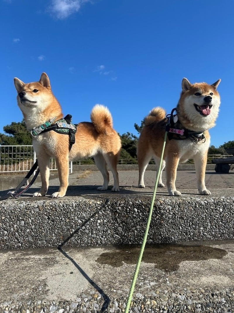 「悩んで悩んで悩んだ」末のお迎えだった理由とは？, いよいよお迎え……, 「保護犬」を迎えた後「心がけた3つのこと」, 我が家の楽しい時間がもっと増えました, 「いっぱい愛されてるのがわかる」