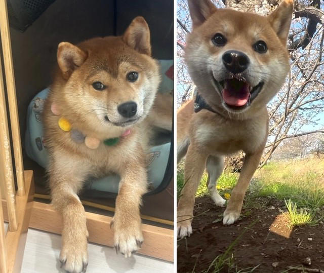 「悩んで悩んで悩んだ」末のお迎えだった理由とは？, いよいよお迎え……, 「保護犬」を迎えた後「心がけた3つのこと」, 我が家の楽しい時間がもっと増えました, 「いっぱい愛されてるのがわかる」