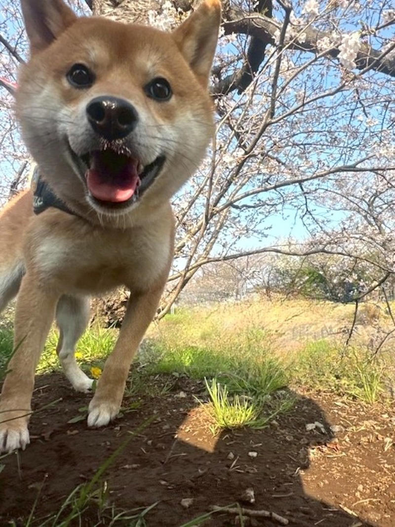 「悩んで悩んで悩んだ」末のお迎えだった理由とは？, いよいよお迎え……, 「保護犬」を迎えた後「心がけた3つのこと」, 我が家の楽しい時間がもっと増えました, 「いっぱい愛されてるのがわかる」
