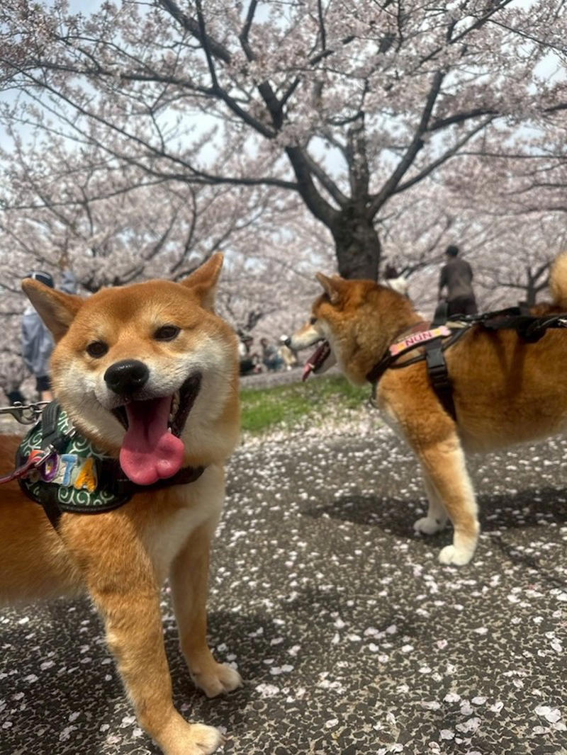 「悩んで悩んで悩んだ」末のお迎えだった理由とは？, いよいよお迎え……, 「保護犬」を迎えた後「心がけた3つのこと」, 我が家の楽しい時間がもっと増えました, 「いっぱい愛されてるのがわかる」
