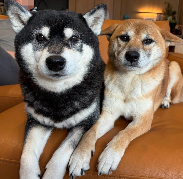 「妊娠したので柴犬を手放したい」, 「子ども」と「犬」が共生するために行った9つの対策, 犬は「匂い」「音」「行動や表情」から状況を理解, 「柴犬らしさ」を尊重できますか？, 犬を「迎えない」という選択肢も愛情