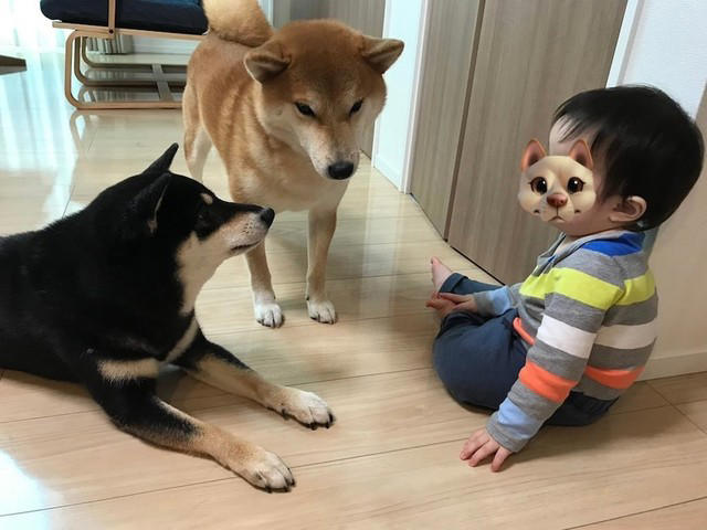 「妊娠したので柴犬を手放したい」, 「子ども」と「犬」が共生するために行った9つの対策, 犬は「匂い」「音」「行動や表情」から状況を理解, 「柴犬らしさ」を尊重できますか？, 犬を「迎えない」という選択肢も愛情