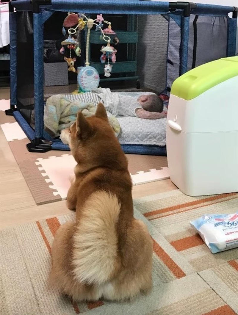「妊娠したので柴犬を手放したい」, 「子ども」と「犬」が共生するために行った9つの対策, 犬は「匂い」「音」「行動や表情」から状況を理解, 「柴犬らしさ」を尊重できますか？, 犬を「迎えない」という選択肢も愛情
