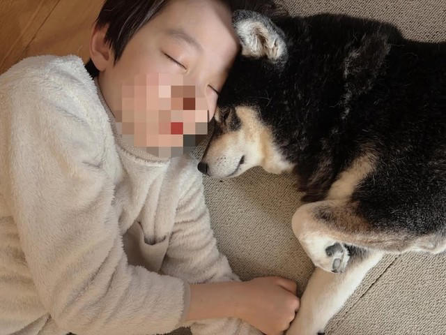 「妊娠したので柴犬を手放したい」, 「子ども」と「犬」が共生するために行った9つの対策, 犬は「匂い」「音」「行動や表情」から状況を理解, 「柴犬らしさ」を尊重できますか？, 犬を「迎えない」という選択肢も愛情