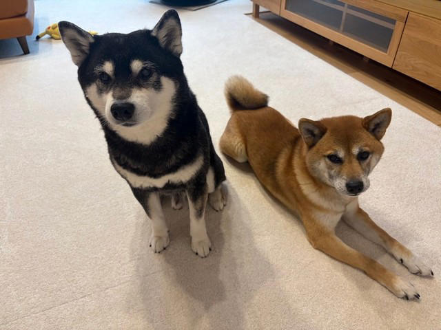 「妊娠したので柴犬を手放したい」, 「子ども」と「犬」が共生するために行った9つの対策, 犬は「匂い」「音」「行動や表情」から状況を理解, 「柴犬らしさ」を尊重できますか？, 犬を「迎えない」という選択肢も愛情