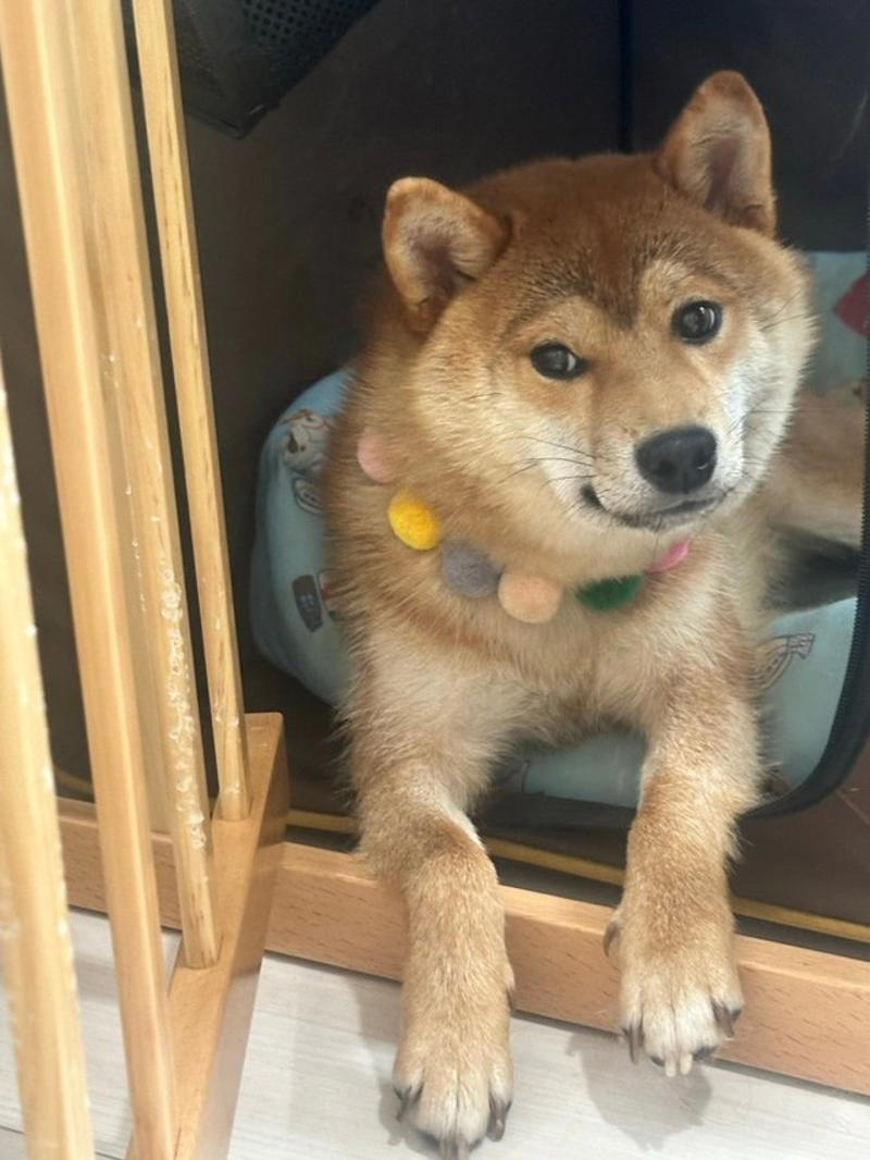 「悩んで悩んで悩んだ」末のお迎えだった理由とは？, いよいよお迎え……, 「保護犬」を迎えた後「心がけた3つのこと」, 我が家の楽しい時間がもっと増えました, 「いっぱい愛されてるのがわかる」