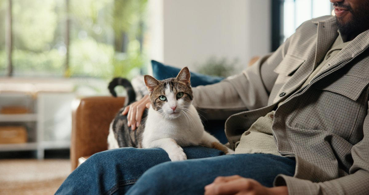 猫を「飼わないほうがいい人」の特徴5選, 1.外出が多く、家を空ける時間が長い人, 2.部屋の汚れや家具の傷を許容できない人, 3.経済的な備えができていない人, 4.お世話を「面倒」だと感じてしまう人, 5.家族全員の賛成が得られていない人, 「向いていない」と言われる理由, 飼う前に見直すべきチェックリスト