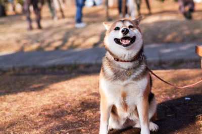 日本犬特有の共通点6つ, 1.立ち耳と巻き尾, 2.三角の鋭い眼差し, 3.飼い主への強い忠誠心, 4.番犬向きの性格, 5.寒さに強く高い身体能力, 6.肝が据わった印象, 日本犬を迎える際の注意点, 社会化の経験を積ませる, 十分な運動量の確保, 換毛期のケアを怠らない