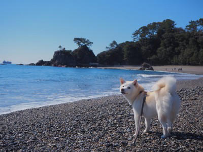 日本犬特有の共通点6つ, 1.立ち耳と巻き尾, 2.三角の鋭い眼差し, 3.飼い主への強い忠誠心, 4.番犬向きの性格, 5.寒さに強く高い身体能力, 6.肝が据わった印象, 日本犬を迎える際の注意点, 社会化の経験を積ませる, 十分な運動量の確保, 換毛期のケアを怠らない