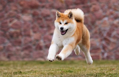 日本犬特有の共通点6つ, 1.立ち耳と巻き尾, 2.三角の鋭い眼差し, 3.飼い主への強い忠誠心, 4.番犬向きの性格, 5.寒さに強く高い身体能力, 6.肝が据わった印象, 日本犬を迎える際の注意点, 社会化の経験を積ませる, 十分な運動量の確保, 換毛期のケアを怠らない