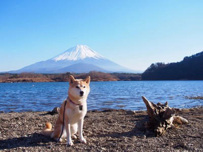 日本犬特有の共通点6つ, 1.立ち耳と巻き尾, 2.三角の鋭い眼差し, 3.飼い主への強い忠誠心, 4.番犬向きの性格, 5.寒さに強く高い身体能力, 6.肝が据わった印象, 日本犬を迎える際の注意点, 社会化の経験を積ませる, 十分な運動量の確保, 換毛期のケアを怠らない