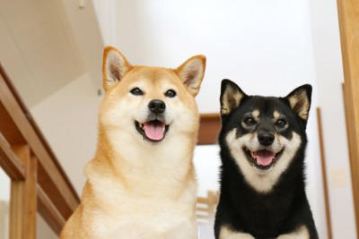日本犬特有の共通点6つ, 1.立ち耳と巻き尾, 2.三角の鋭い眼差し, 3.飼い主への強い忠誠心, 4.番犬向きの性格, 5.寒さに強く高い身体能力, 6.肝が据わった印象, 日本犬を迎える際の注意点, 社会化の経験を積ませる, 十分な運動量の確保, 換毛期のケアを怠らない