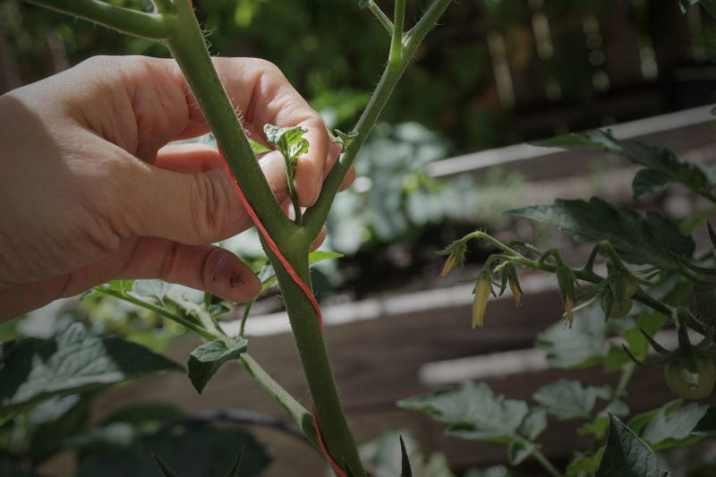 Pruning Determinate Vs. Indeterminate Tomatoes, Why You Should Prune Tomatoes, How To Prune Tomatoes, Common Pruning Mistakes