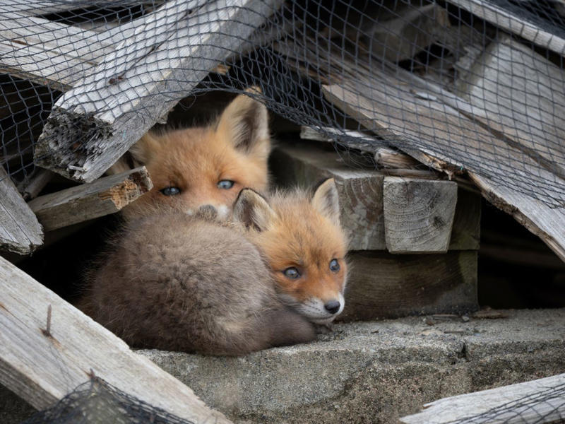 野生動物や小鳥たちが一斉に子育てを始める, 雛4羽が並ぶ写真の撮影に成功, 廃墟の穴から顔を出す「めんこい子」, じゃれ合うキタキツネの兄弟, エゾタヌキの子を撮影した希少な1枚