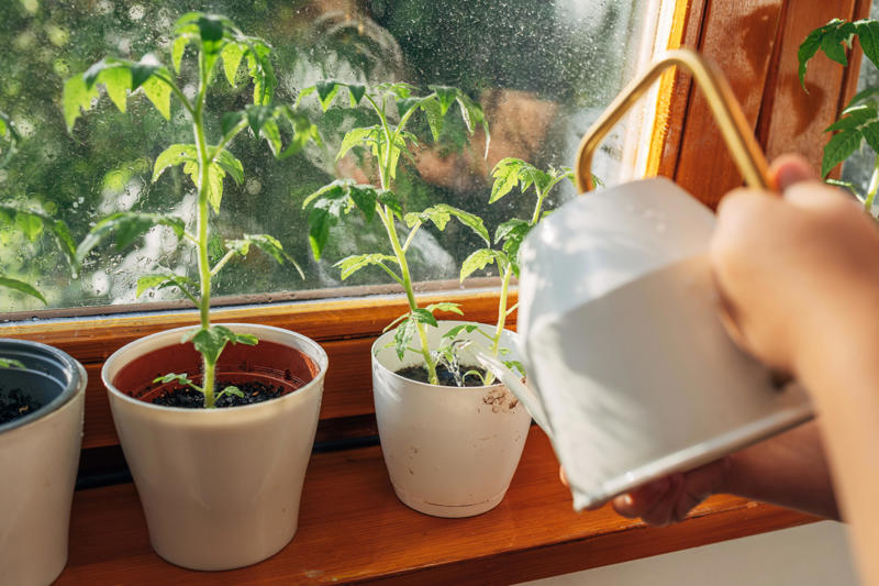 1. 植え付け時期が早すぎる , 2. 間違った土壌を選ぶ, 3. 水やりが適切でない, 4. 野菜を植えすぎる, 5. 水はけのことを考えていない, 6. 鉢植えで育てる