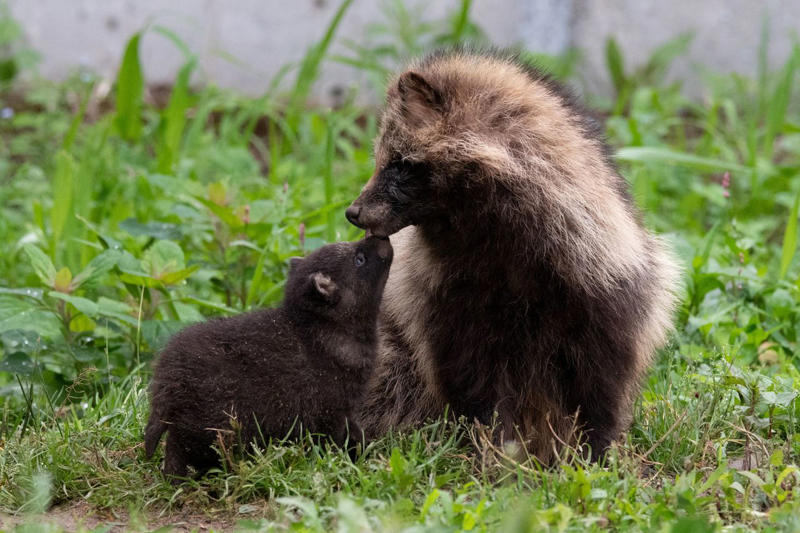 野生動物や小鳥たちが一斉に子育てを始める, 雛4羽が並ぶ写真の撮影に成功, 廃墟の穴から顔を出す「めんこい子」, じゃれ合うキタキツネの兄弟, エゾタヌキの子を撮影した希少な1枚