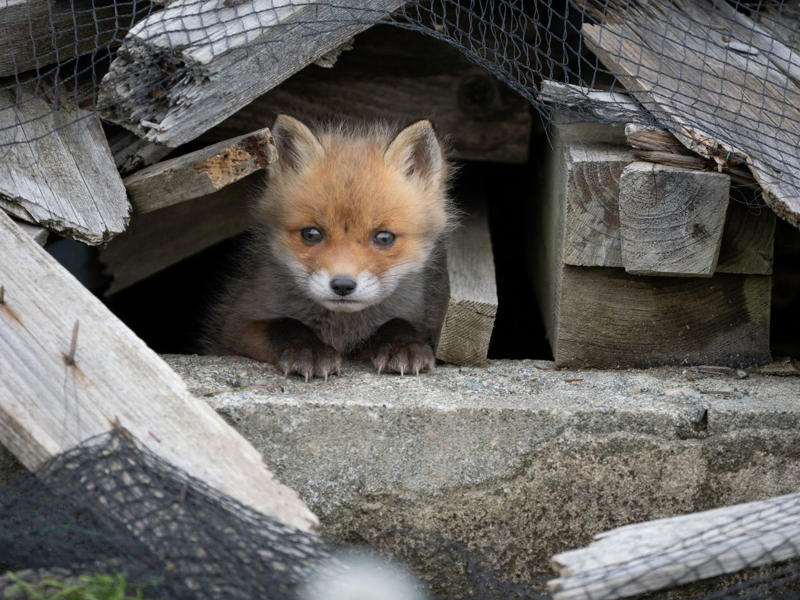 野生動物や小鳥たちが一斉に子育てを始める, 雛4羽が並ぶ写真の撮影に成功, 廃墟の穴から顔を出す「めんこい子」, じゃれ合うキタキツネの兄弟, エゾタヌキの子を撮影した希少な1枚