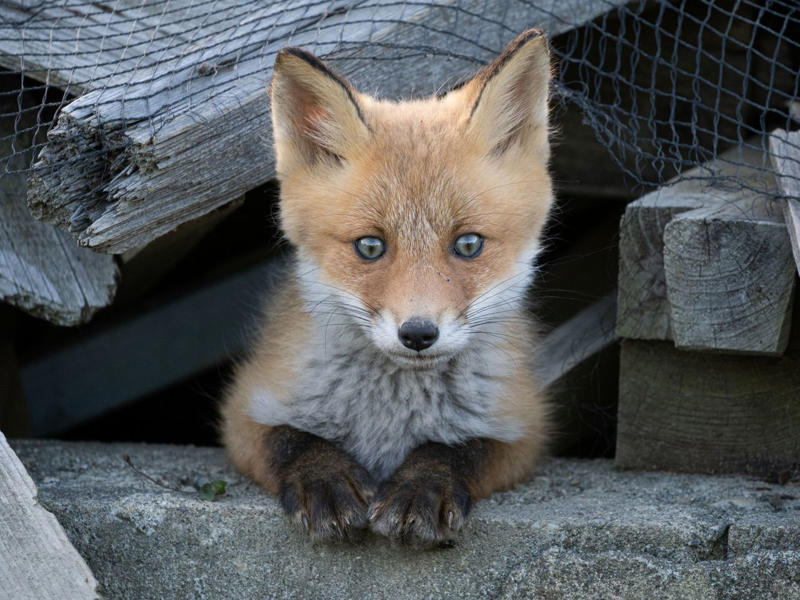 野生動物や小鳥たちが一斉に子育てを始める, 雛4羽が並ぶ写真の撮影に成功, 廃墟の穴から顔を出す「めんこい子」, じゃれ合うキタキツネの兄弟, エゾタヌキの子を撮影した希少な1枚