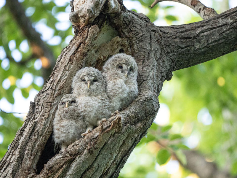 野生動物や小鳥たちが一斉に子育てを始める, 雛4羽が並ぶ写真の撮影に成功, 廃墟の穴から顔を出す「めんこい子」, じゃれ合うキタキツネの兄弟, エゾタヌキの子を撮影した希少な1枚