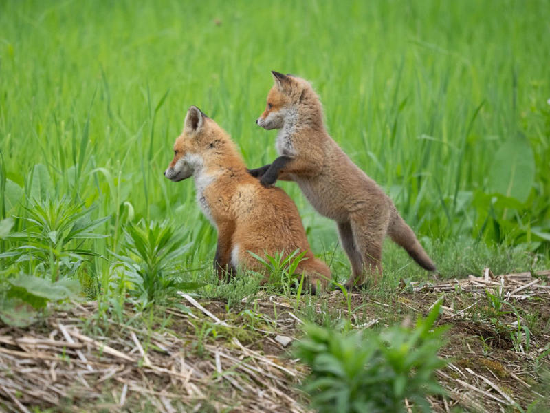 野生動物や小鳥たちが一斉に子育てを始める, 雛4羽が並ぶ写真の撮影に成功, 廃墟の穴から顔を出す「めんこい子」, じゃれ合うキタキツネの兄弟, エゾタヌキの子を撮影した希少な1枚