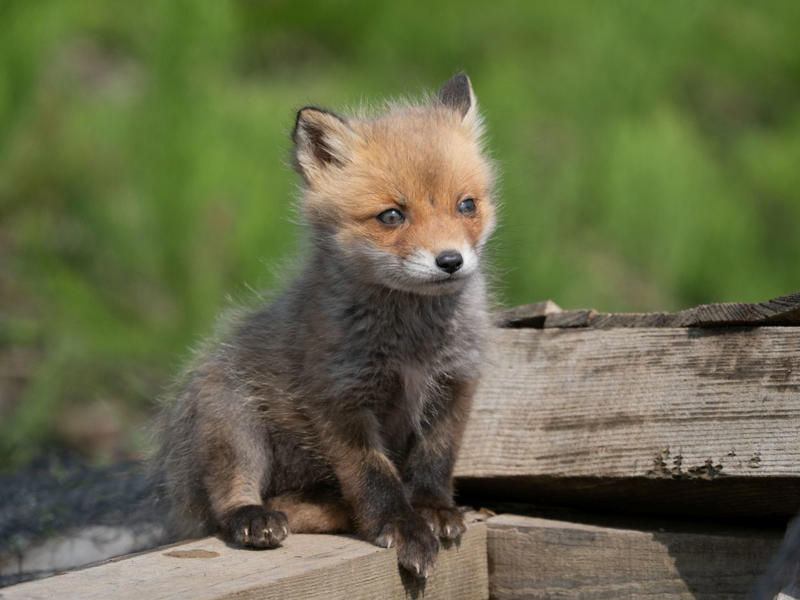 野生動物や小鳥たちが一斉に子育てを始める, 雛4羽が並ぶ写真の撮影に成功, 廃墟の穴から顔を出す「めんこい子」, じゃれ合うキタキツネの兄弟, エゾタヌキの子を撮影した希少な1枚