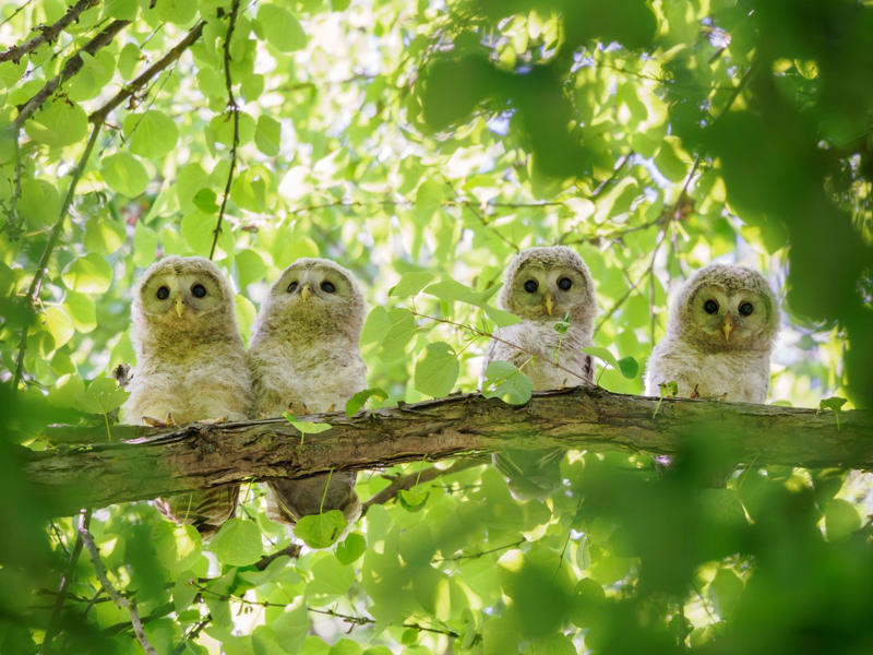 野生動物や小鳥たちが一斉に子育てを始める, 雛4羽が並ぶ写真の撮影に成功, 廃墟の穴から顔を出す「めんこい子」, じゃれ合うキタキツネの兄弟, エゾタヌキの子を撮影した希少な1枚