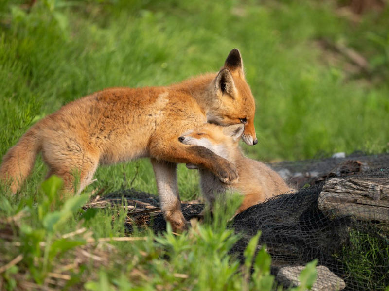 野生動物や小鳥たちが一斉に子育てを始める, 雛4羽が並ぶ写真の撮影に成功, 廃墟の穴から顔を出す「めんこい子」, じゃれ合うキタキツネの兄弟, エゾタヌキの子を撮影した希少な1枚