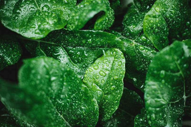 1. 植え付け時期が早すぎる , 2. 間違った土壌を選ぶ, 3. 水やりが適切でない, 4. 野菜を植えすぎる, 5. 水はけのことを考えていない, 6. 鉢植えで育てる