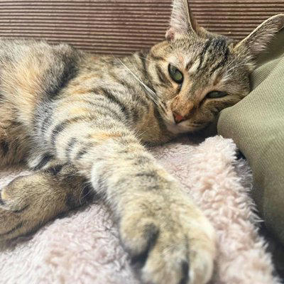 手を『クロス』している猫に隠された理由4つ, 1.安心しきっているから, 2.まぶしいから, 4.ポーズが気に入っているから, 組む位置でチェック！クロスの場所で異なる意味, リラックスしているときは「体の前」, 静かに休みたいときは「顔の前」