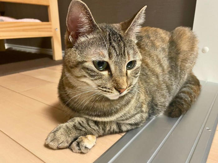 手を『クロス』している猫に隠された理由4つ, 1.安心しきっているから, 2.まぶしいから, 4.ポーズが気に入っているから, 組む位置でチェック！クロスの場所で異なる意味, リラックスしているときは「体の前」, 静かに休みたいときは「顔の前」