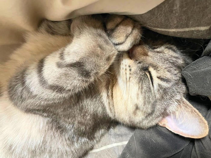 手を『クロス』している猫に隠された理由4つ, 1.安心しきっているから, 2.まぶしいから, 4.ポーズが気に入っているから, 組む位置でチェック！クロスの場所で異なる意味, リラックスしているときは「体の前」, 静かに休みたいときは「顔の前」