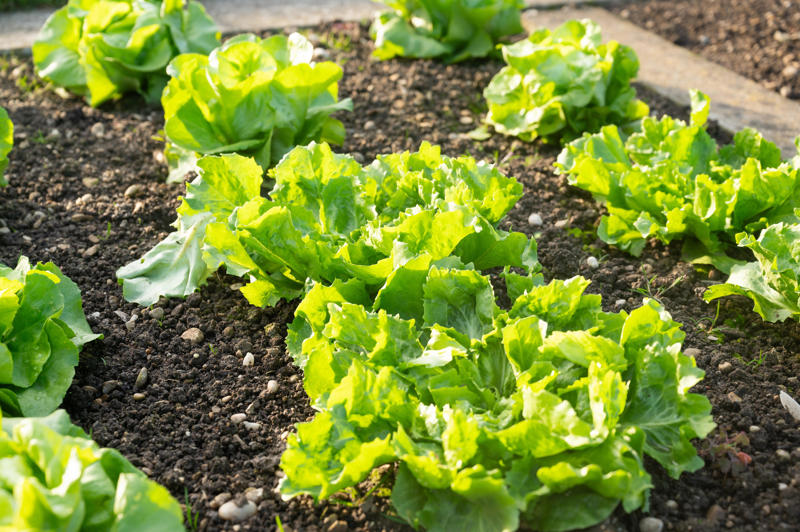 1. 植え付け時期が早すぎる , 2. 間違った土壌を選ぶ, 3. 水やりが適切でない, 4. 野菜を植えすぎる, 5. 水はけのことを考えていない, 6. 鉢植えで育てる