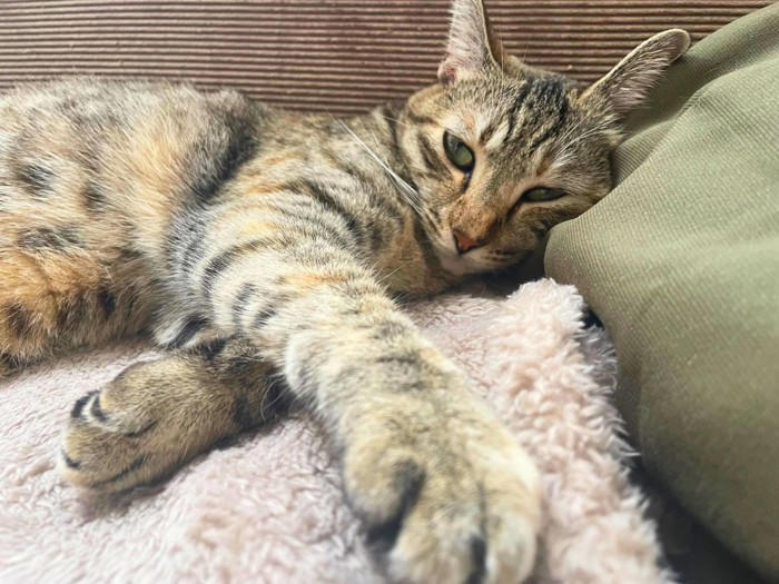 手を『クロス』している猫に隠された理由4つ, 1.安心しきっているから, 2.まぶしいから, 4.ポーズが気に入っているから, 組む位置でチェック！クロスの場所で異なる意味, リラックスしているときは「体の前」, 静かに休みたいときは「顔の前」