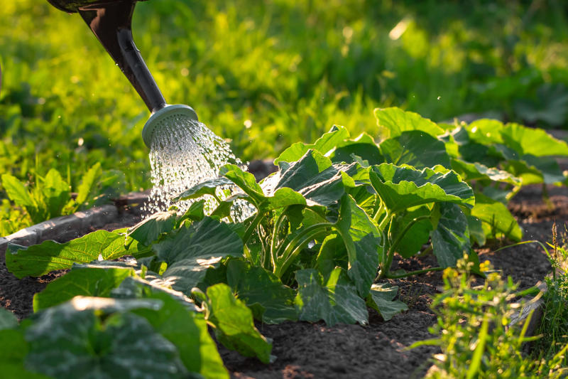 1. 植え付け時期が早すぎる , 2. 間違った土壌を選ぶ, 3. 水やりが適切でない, 4. 野菜を植えすぎる, 5. 水はけのことを考えていない, 6. 鉢植えで育てる