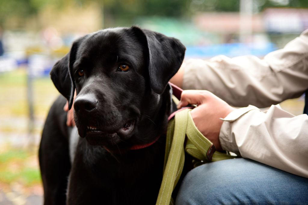 Newfoundland, Labrador Retriever, Golden Retriever, Greyhound, Rescue Dogs Can Be Exceptional Companions, Additional Considerations