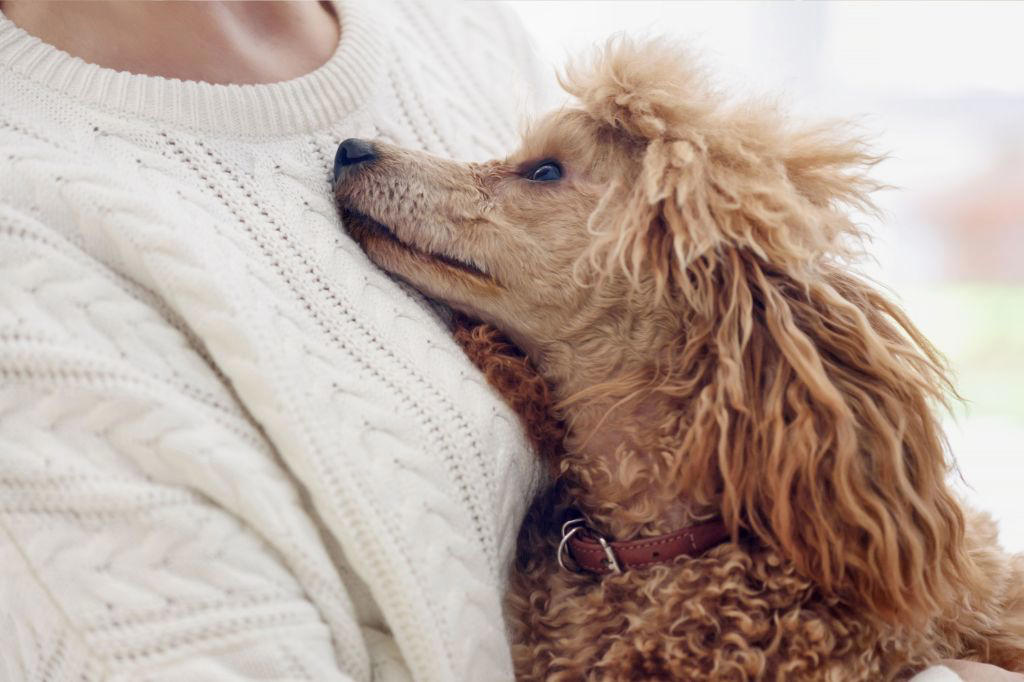 Newfoundland, Labrador Retriever, Golden Retriever, Greyhound, Rescue Dogs Can Be Exceptional Companions, Additional Considerations