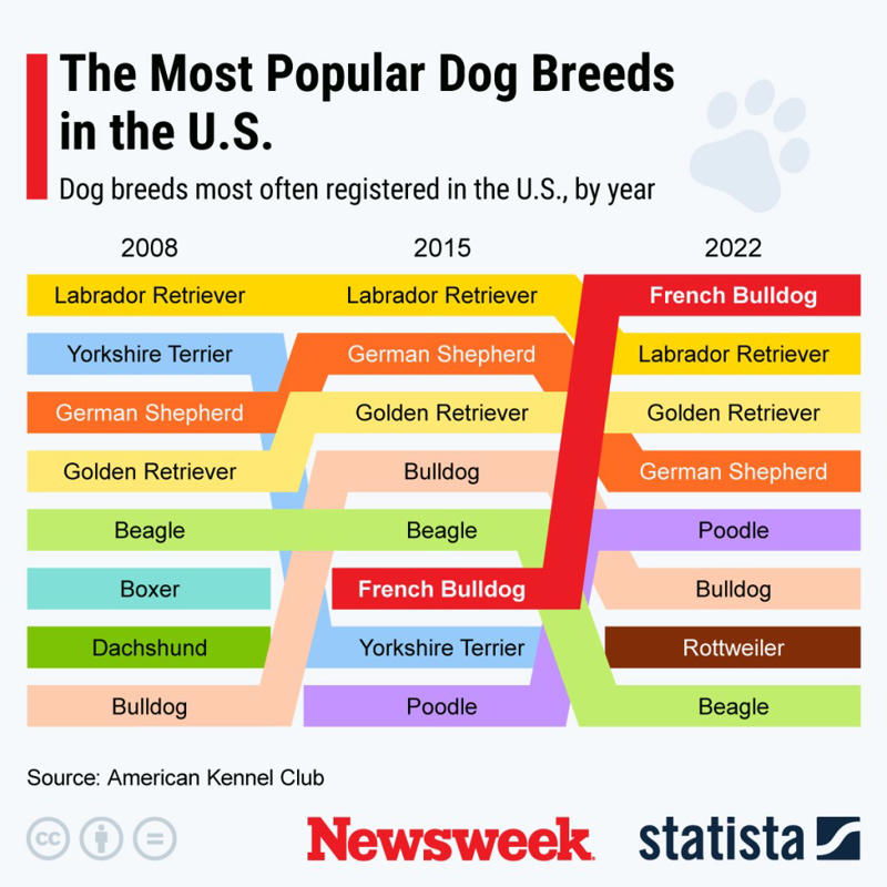 Newfoundland, Labrador Retriever, Golden Retriever, Greyhound, Rescue Dogs Can Be Exceptional Companions, Additional Considerations
