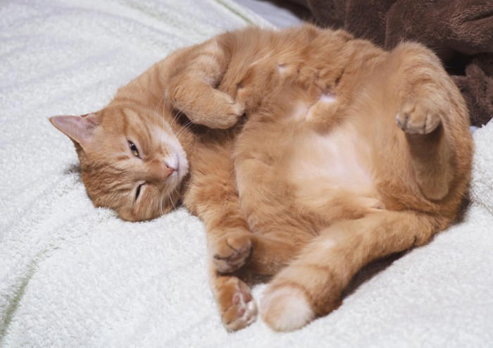 猫があなたに『心を許している』ときにみせるサイン4つ, 1.お腹を見せてくる, 2.ゆっくりまばたきをする, 3.体をこすりつけてくる, 4.近くで無防備に眠る, 愛猫と打ち解けるために意識したい接し方