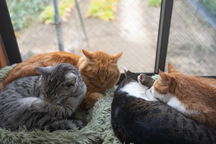 猫があなたに『心を許している』ときにみせるサイン4つ, 1.お腹を見せてくる, 2.ゆっくりまばたきをする, 3.体をこすりつけてくる, 4.近くで無防備に眠る, 愛猫と打ち解けるために意識したい接し方