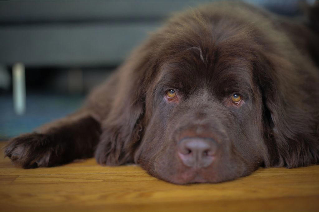 Newfoundland, Labrador Retriever, Golden Retriever, Greyhound, Rescue Dogs Can Be Exceptional Companions, Additional Considerations