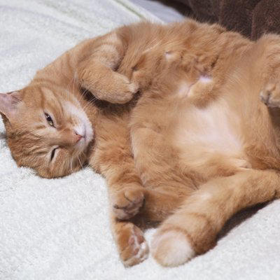 猫があなたに『心を許している』ときにみせるサイン4つ, 1.お腹を見せてくる, 2.ゆっくりまばたきをする, 3.体をこすりつけてくる, 4.近くで無防備に眠る, 愛猫と打ち解けるために意識したい接し方
